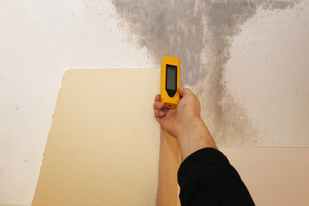 Environmental Consulting for Mold Prevention in South Greeley, WY