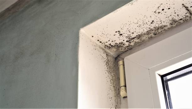 Best Water Damage & Mold Remediation  in South Greeley, WY
