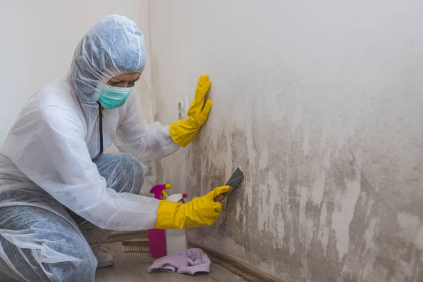 Best Dehumidification Services  in South Greeley, WY