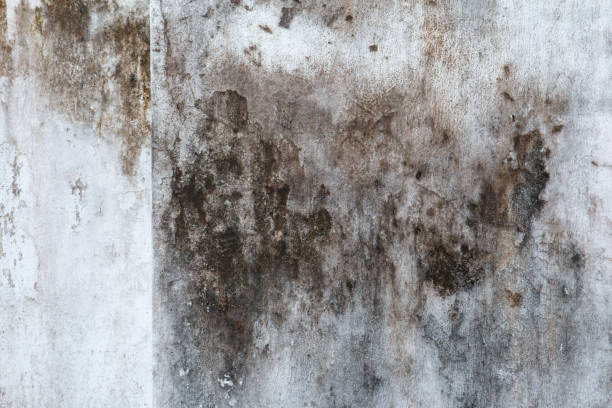  South Greeley, WY Mold Removal Pros