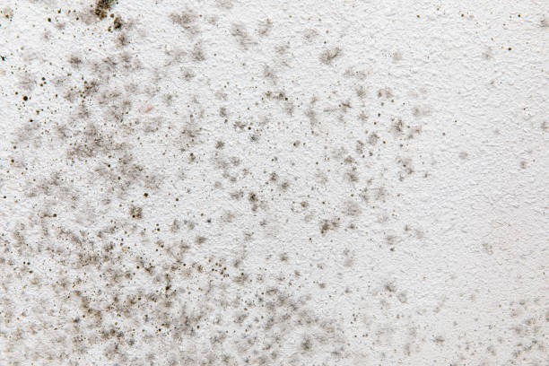 Best Industrial Mold Remediation  in South Greeley, WY