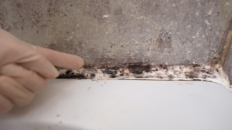 Best Crawl Space Mold Remediation  in South Greeley, WY