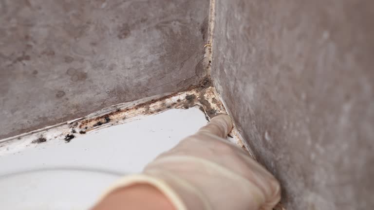Reliable South Greeley, WY Mold Removal Solutions